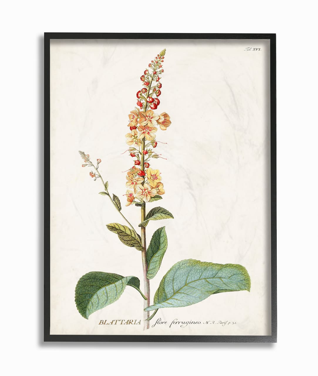 Stupell Industries Botanical Flower Black Framed Wall Art